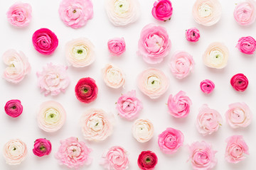 Beautiful colored ranunculus flowers on a white background. Spring greeting card.