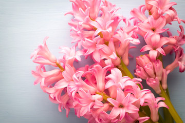 Hyacinth living coral color on the pastel background.