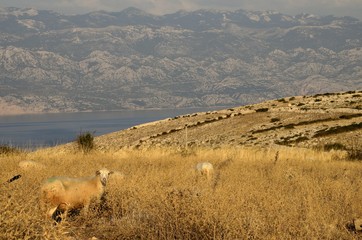 pastwisko © Piotr Łaskawski