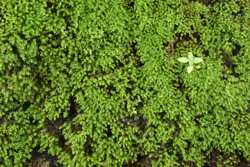 green ivy on the wall