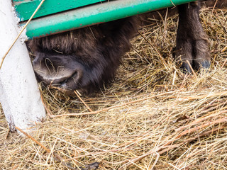 European bison (Bison bonasus) sticking his nose and hoof out from under the fence, Russia