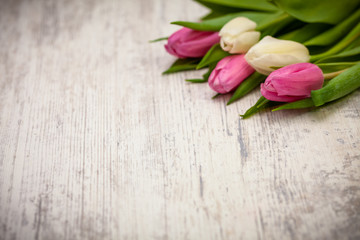 Pink and white tulips on light background