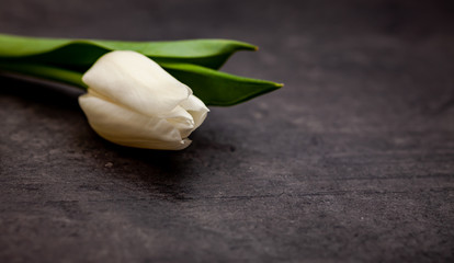 White tulip on dark background