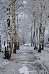 chodnik zimą