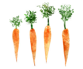 Set of watercolor carrots. Hand drawn illustration isolated.