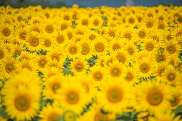 Obraz premium 一面のヒマワリたち