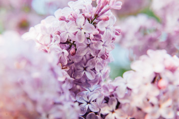 Beautiful smell violet purple lilac blossom flowers in spring time. Close-up blossom twigs of lilac. Inspirational natural floral spring blooming garden or park. Colorful ecology nature landscape