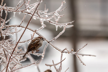 Sparrow on frozen plants covered in a thick layer of ice after a freezing rain