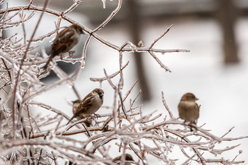 Sparrow on frozen plants covered in a thick layer of ice after a freezing rain