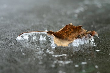 liść na tafli lodu