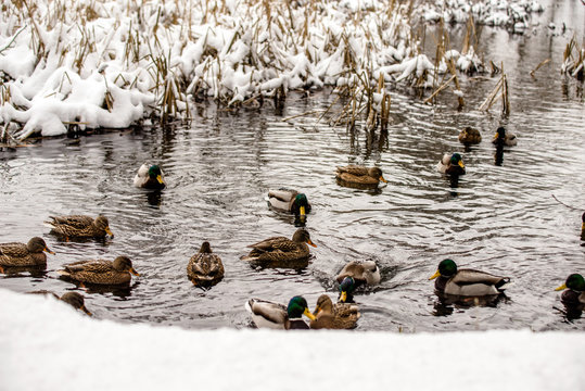 Wild ducks swim in the river in winter