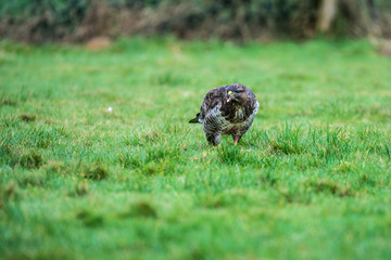 Common Buzzard (Buteo buteo) feeding on the ground