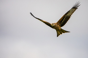 Close up of a Red Kite (Milvus milvus)