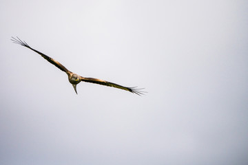 Close up of a Red Kite (Milvus milvus)