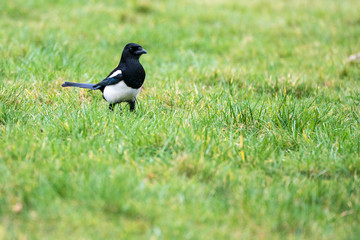 Close up of a Magpie (Pica pica)