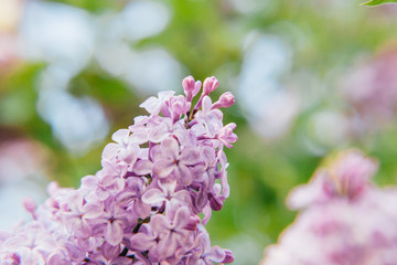 Beautiful smell violet purple lilac blossom flowers in spring time. Close-up blossom twigs of lilac. Inspirational natural floral spring blooming garden or park. Colorful ecology nature landscape