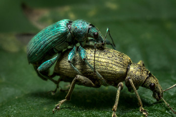 Two small beetles mate on a green leaf in summer in Ukraine