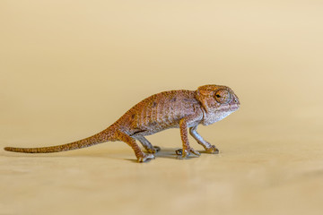 Beautiful green chameleon - Stock Image