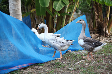 Group geese climb net out side cage in garden