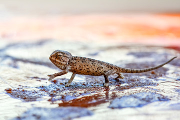 Beautiful green chameleon - Stock Image