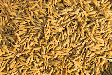 Paddy jasmine rice texture background, Food background