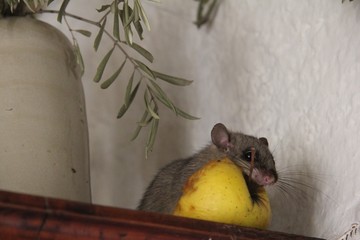 loire souris