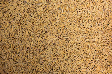 Paddy jasmine rice texture background, Food background