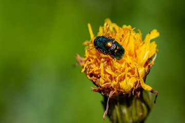 Insects