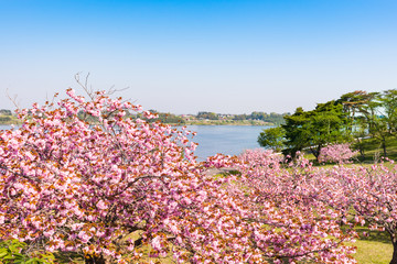宮城長沼の兵粮山公園の満開の八重桜