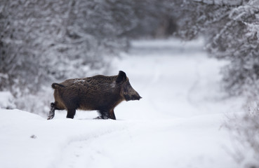 wild boar in forest on snow