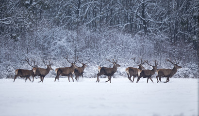 Red deers walking on snow in gorest