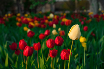 Beautiful tulips flowers blooming in a garden. Colorful tulips are flowering in garden in sunny bright day. Bulbous spring-flowering plant  close up.