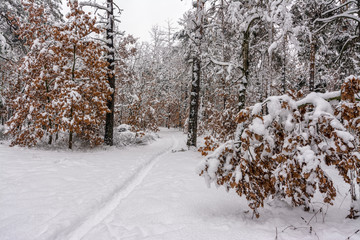 Forest. Winter. Snow covered forest. Snow covered trees. Coldly.