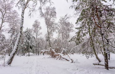 Forest. Winter. Snow covered forest. Snow covered trees. Coldly.