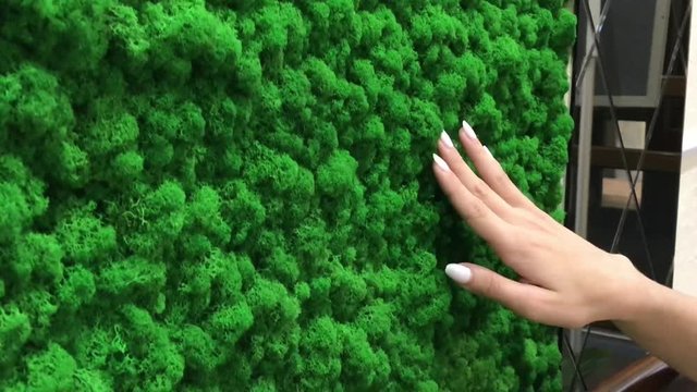 Russia, Novosibirsk - August 30, 2018: decorative moss for interior decoration. office style, interior design elements