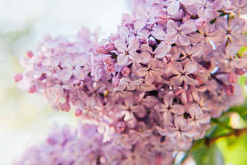 Beautiful smell violet purple lilac blossom flowers in spring time. Close-up blossom twigs of...