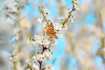Butterfly on a branch of sakura blossoms
