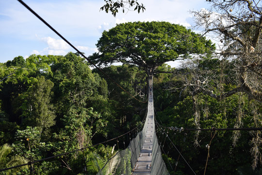 Jungle Canopy In Peruvian Amazon