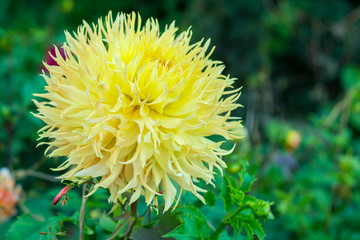 Yellow dahlia flower on the bush