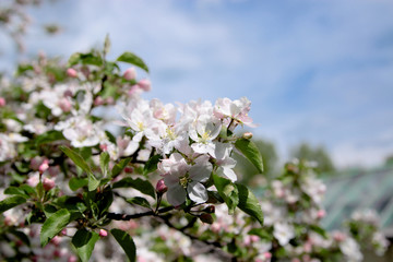 Beautiful blooming flower in garden, summer background.