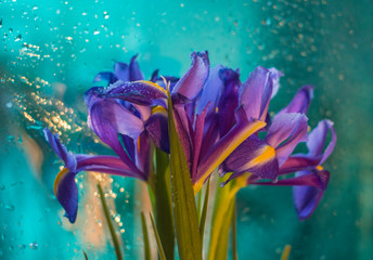 Fototapeta na wymiar beautiful purple flowers on blue background