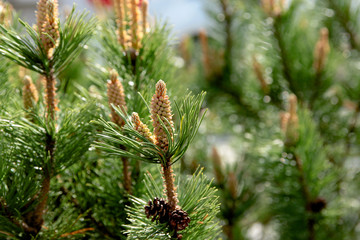 Beautiful green bumps on tree, summer background.