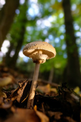 Parasol - Macrolepiota procera mit sanften Bokeh - Makroaufnahme