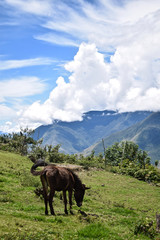 A mule in the Peruvian Andes