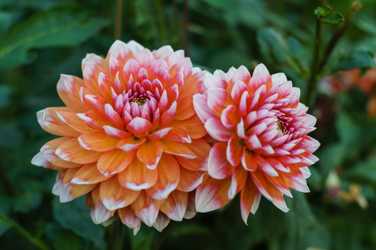 Fototapeta Orange dahlia flower on the bush