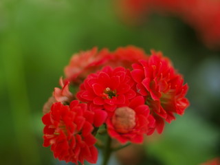  red Kalanchoe