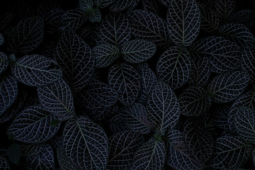 珍しい葉