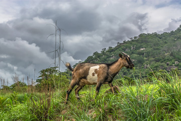 View of a goat eating herbs in the mountain
