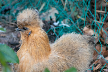 Close up of silk chicken in the green garden in Autumn season. 