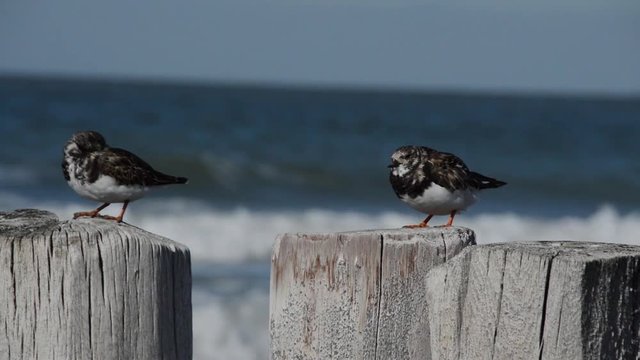 Steinw&auml;lzer auf Holzbuhnen am Strand